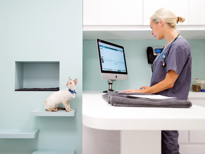 Gort Scott/The London Cat Clinic